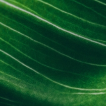 Environment